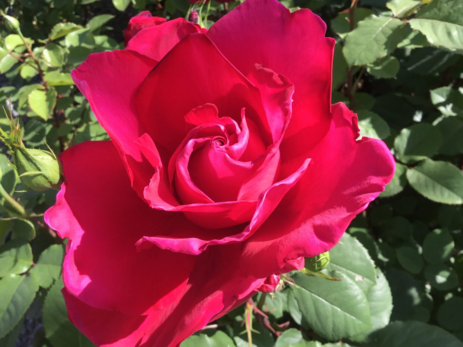 The Victor Hugo Garden - Roses I (Victor Hugo) - The Victor Hugo in